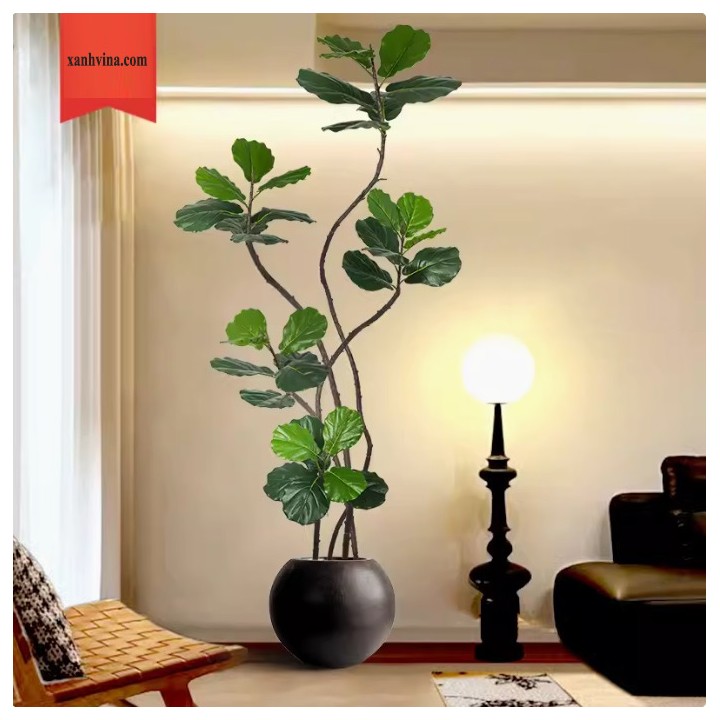 Cây cảnh giả Ficus